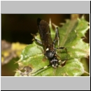 Coelichneumon cyaniventris - Schlupfwespe m110b 14mm fdet02.jpg